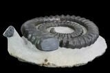 Devonian Ammonite (Anetoceras) With Trilobite Head - Morocco #99901-2